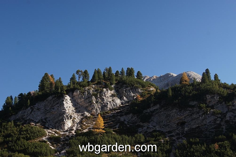 wbgarden alps 111.JPG